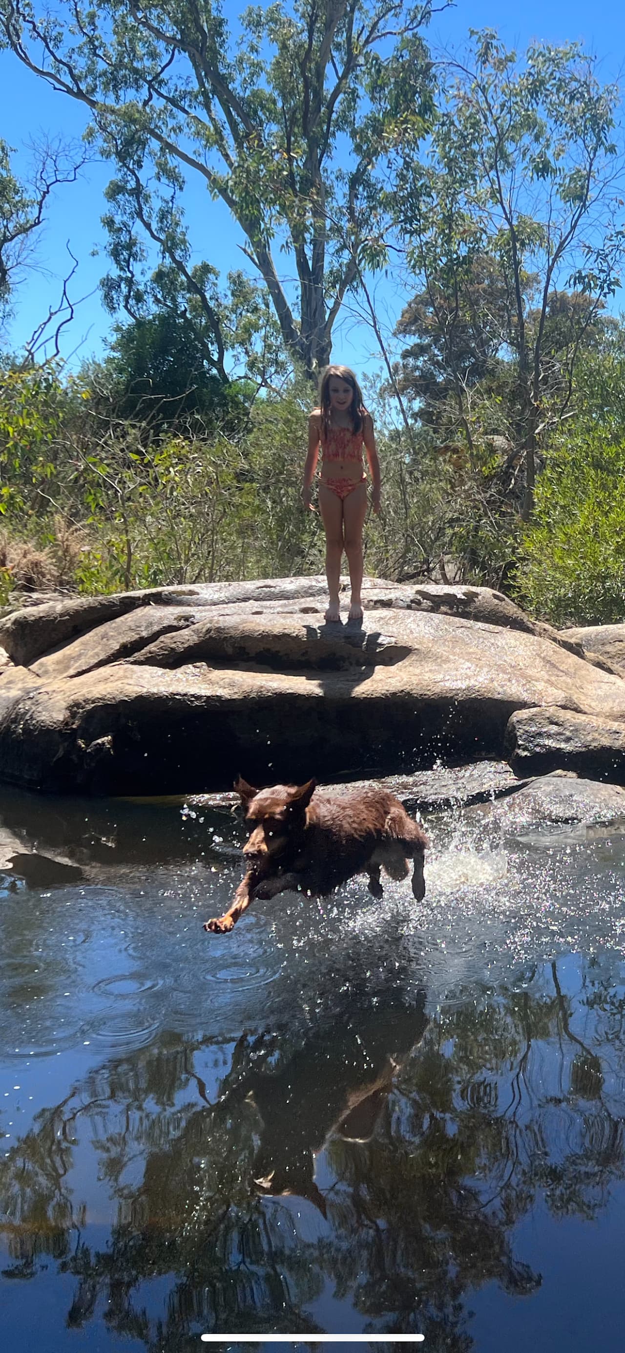 Super dog Daisy in action at the pools 