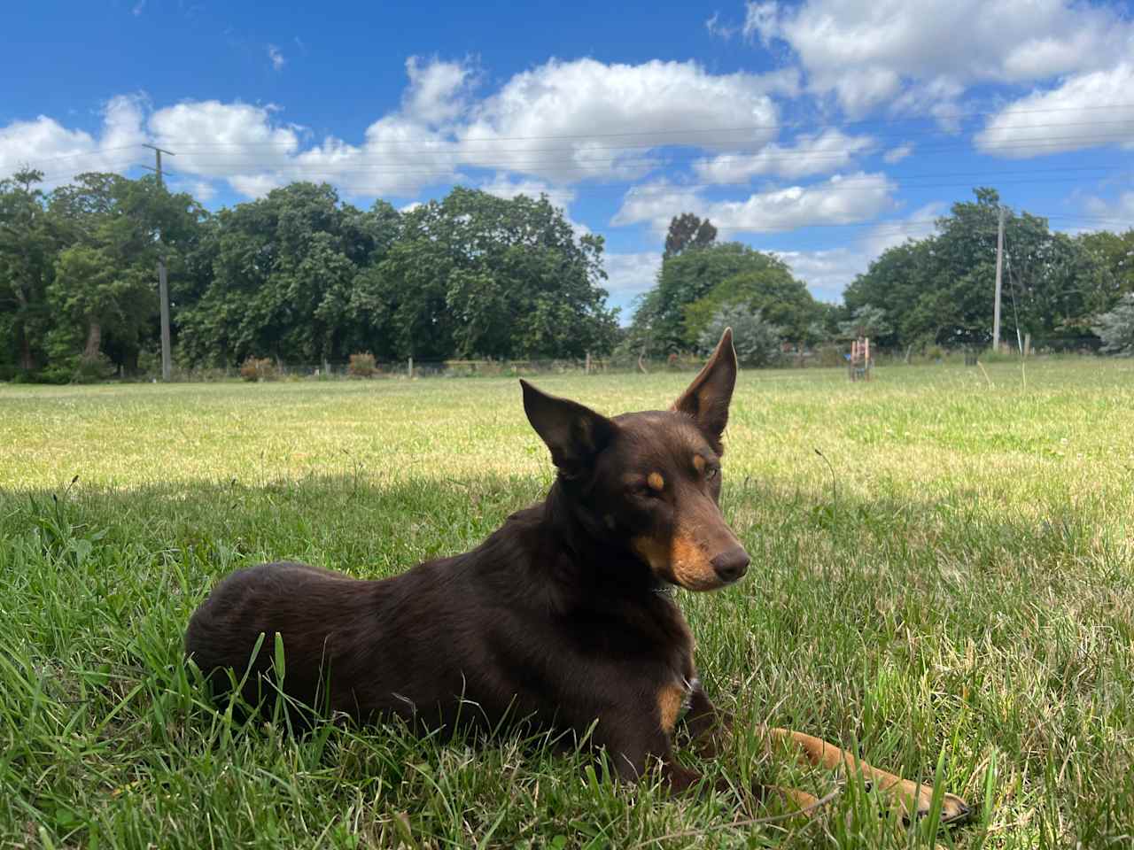 Daisy the resident Kelpie “ THE BOSS”