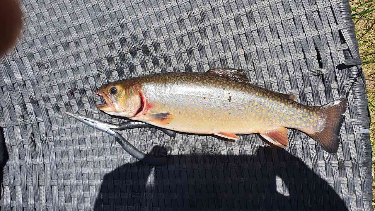 Nice trout from the lake 🎣 