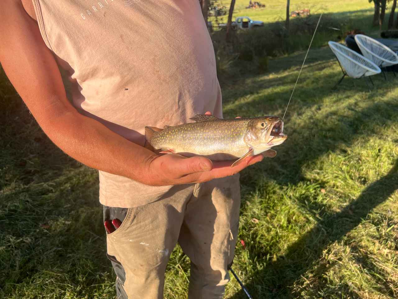 Nice Rainbow trout from the lake..! 