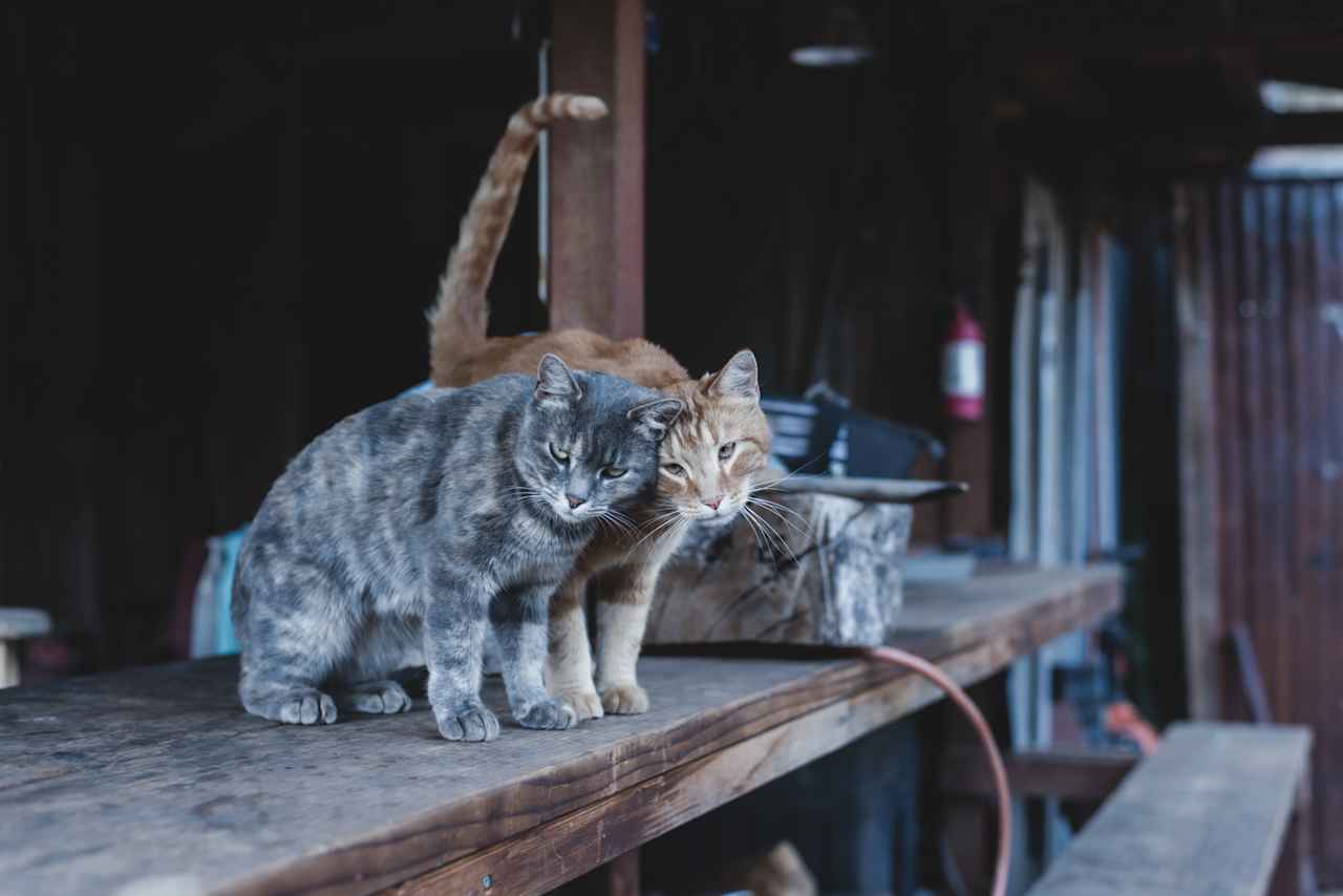 Cat guards on the land