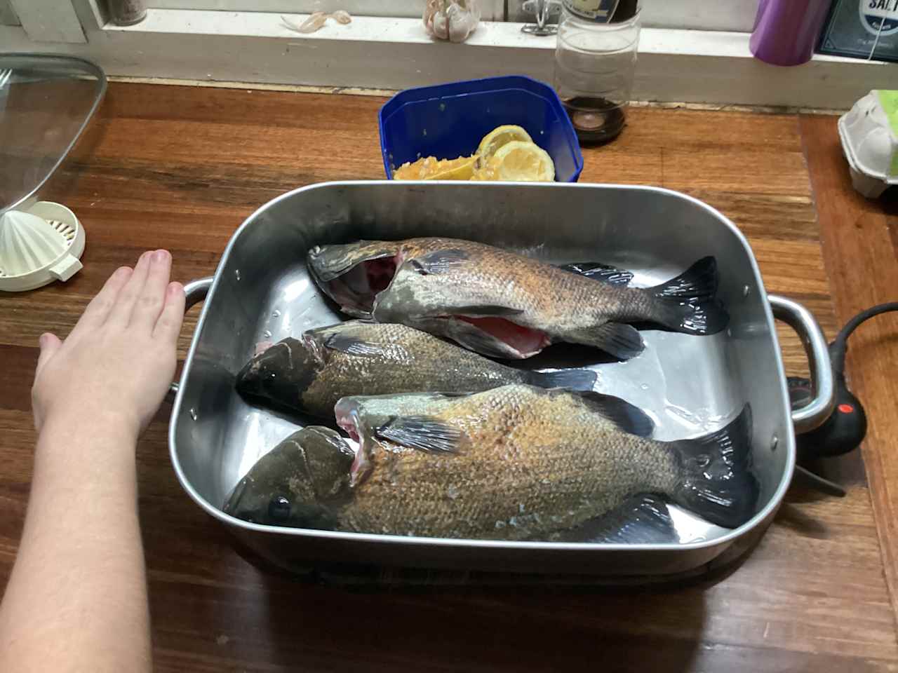 Sample of fish caught in warmer months 