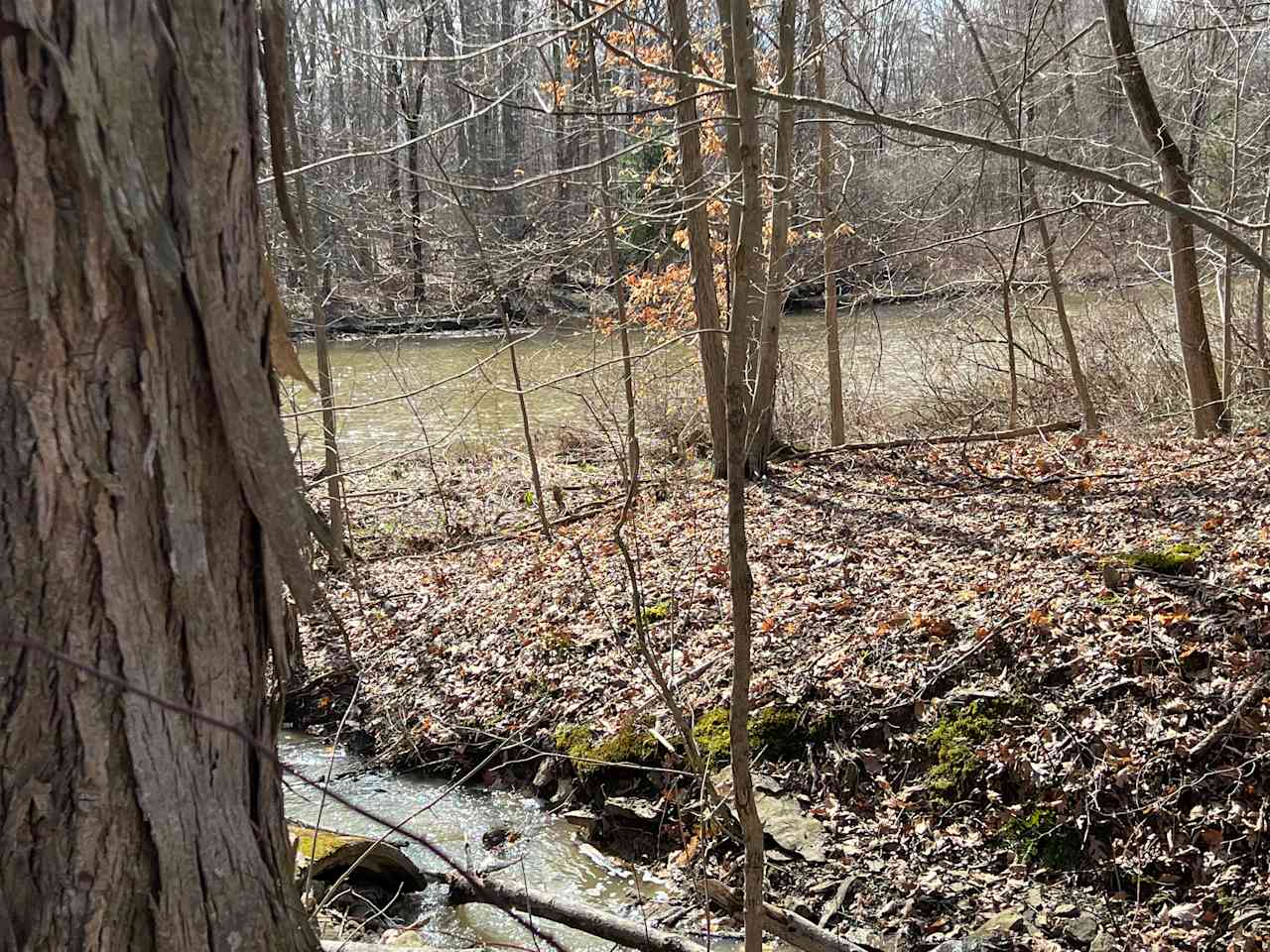 Hickory tree on the shore of our stream we call Rainbow Brook. A seasonal waterfall is steps away.