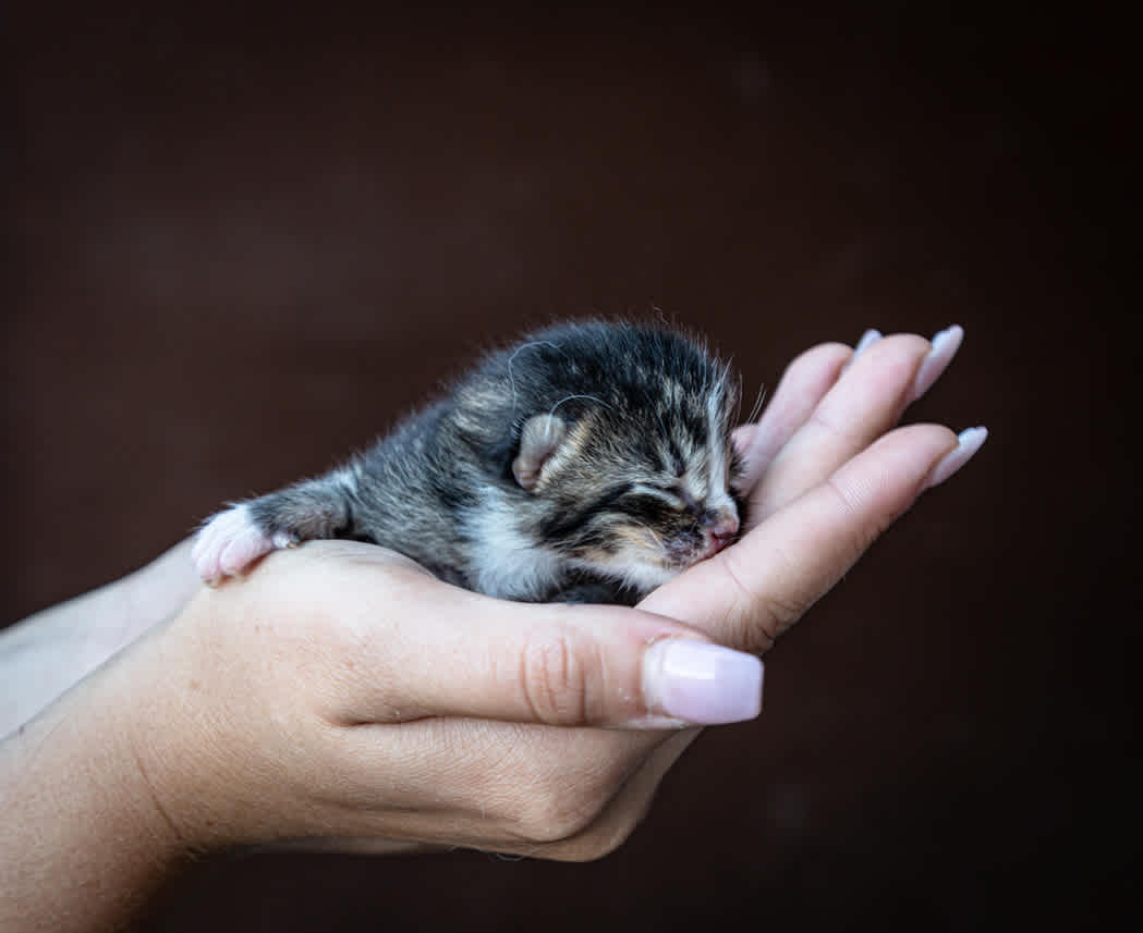 There was 7 baby kittens to see!