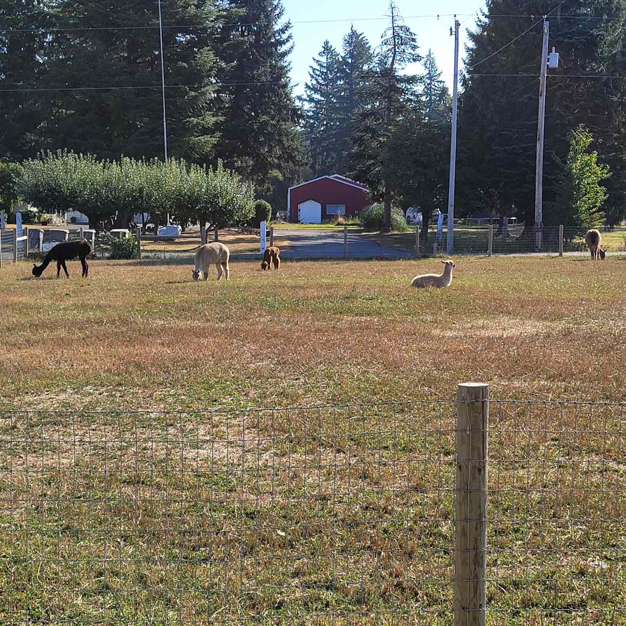 Green Apple Alpacas