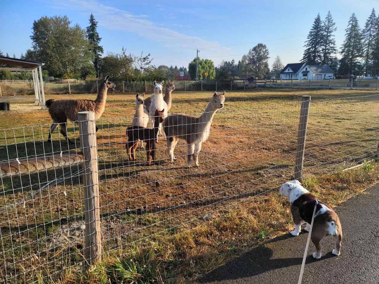 Green Apple Alpacas