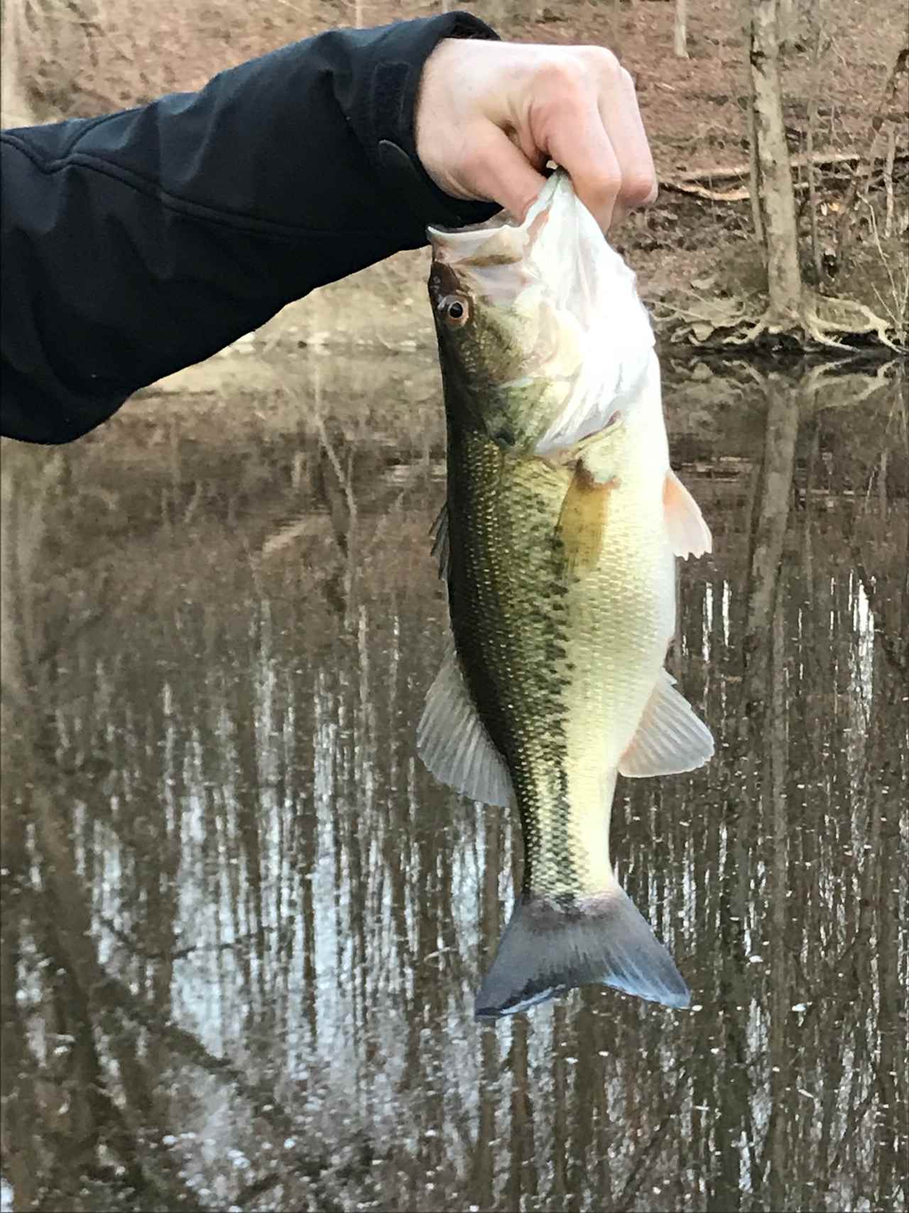 Exciting fishing at Hickory Shores 