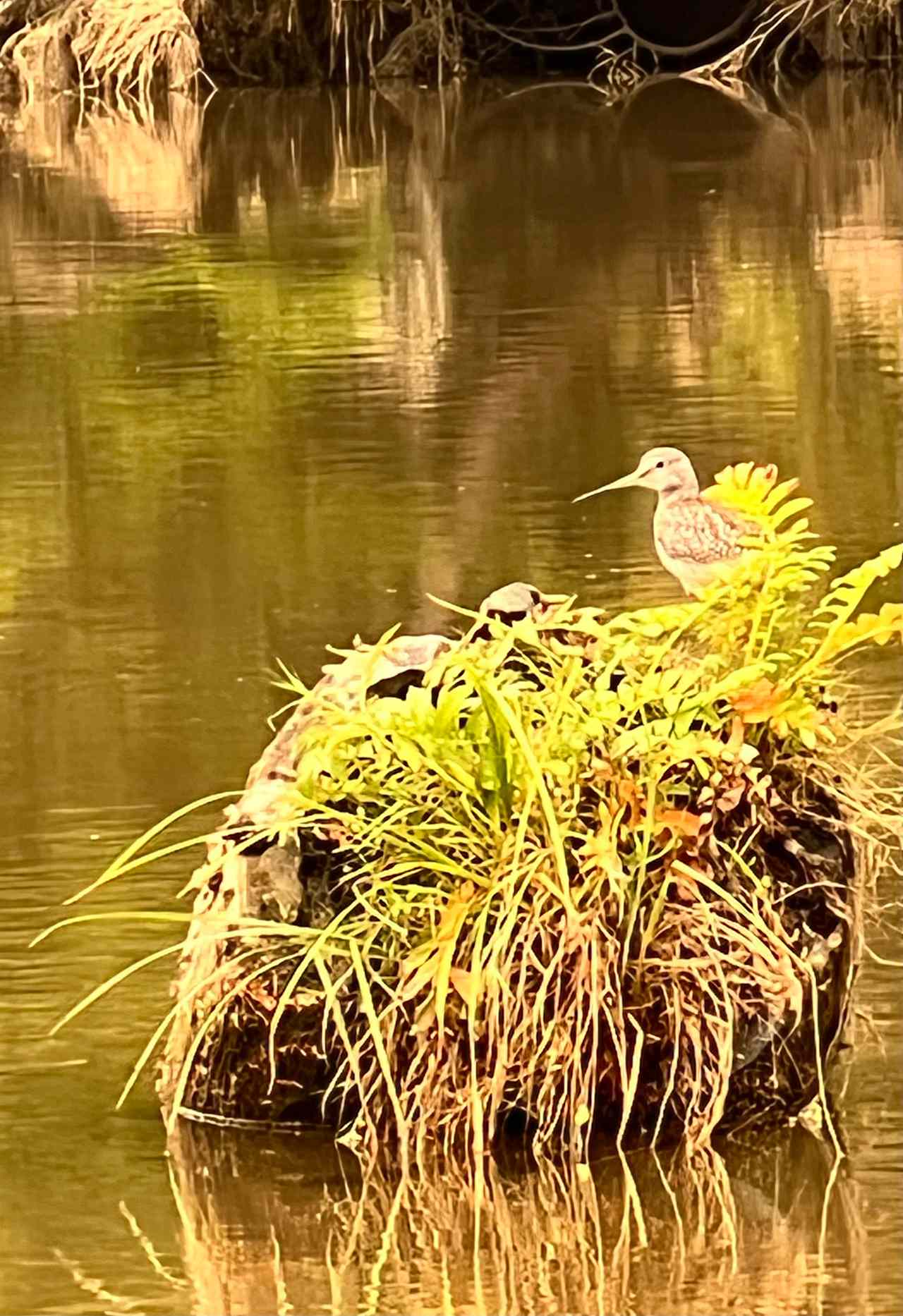 Bird watching is a must. 