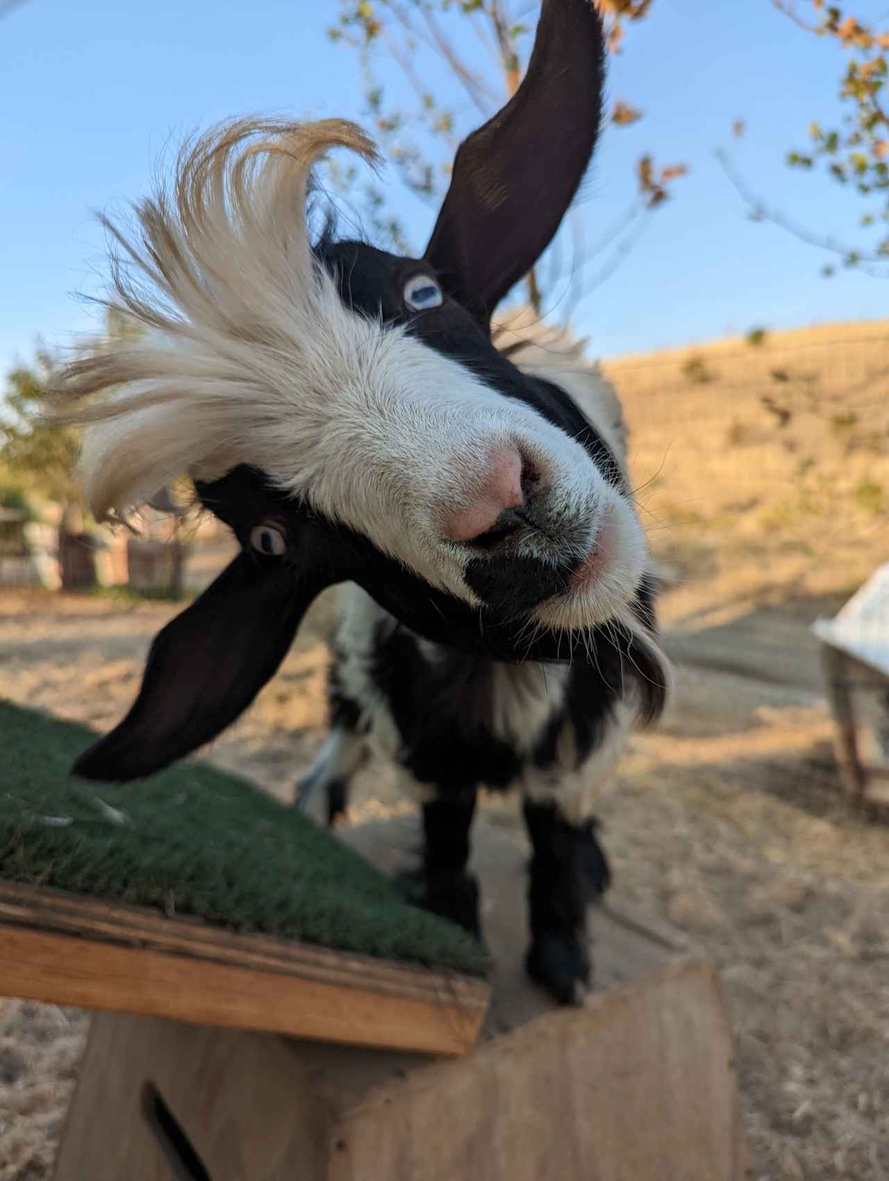 MooBahNeigh Gardens