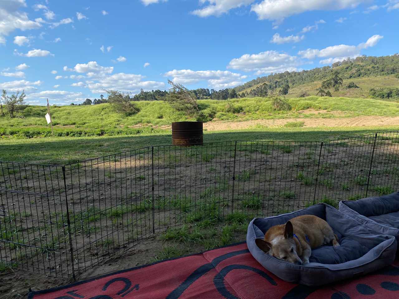 Even the dogs loves the peace and quiet 