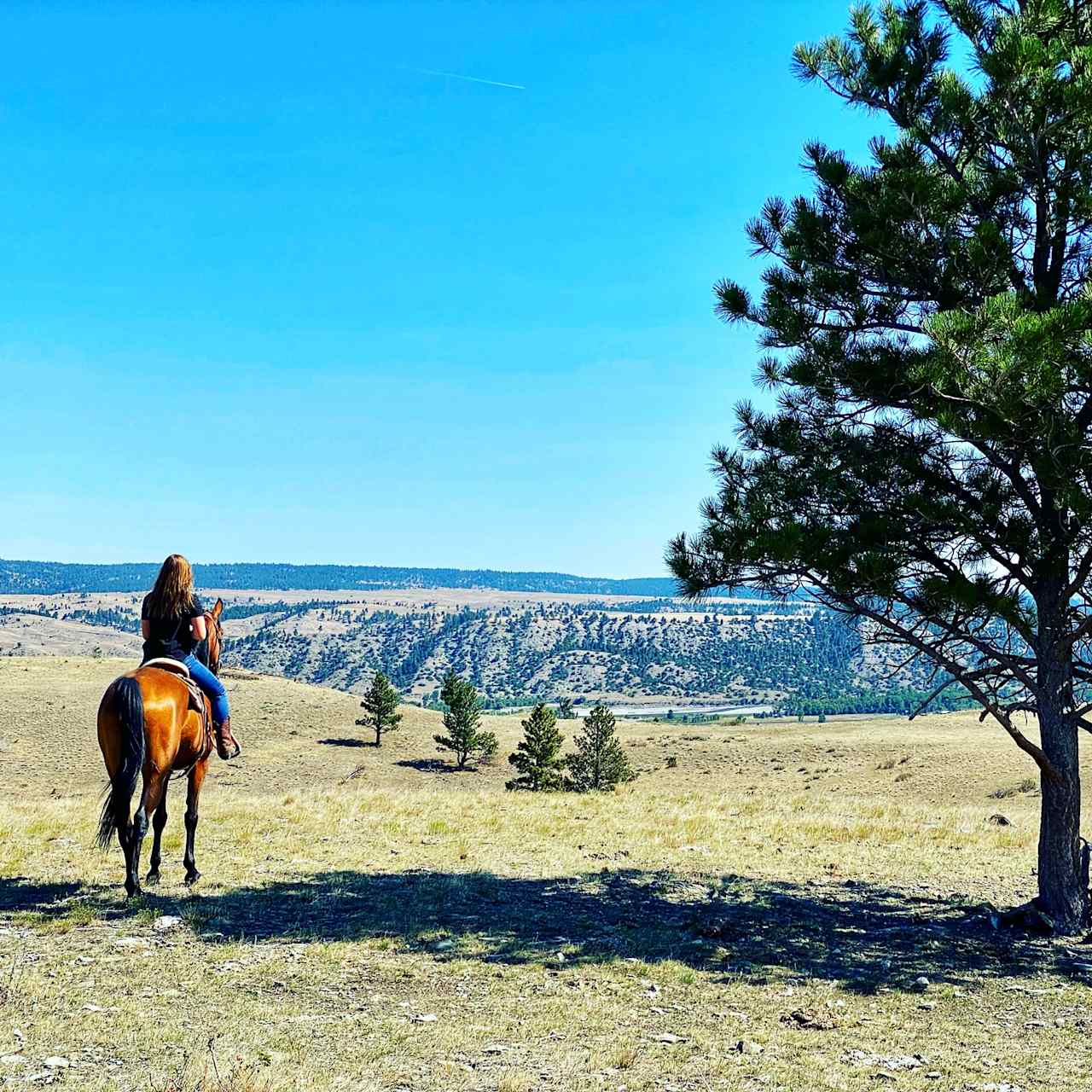 "On top of the world!" You can pitch a tent right under that tree and enjoy views of the Yellowstone River, Bear Tooth Mountains & the Crazy Mountains