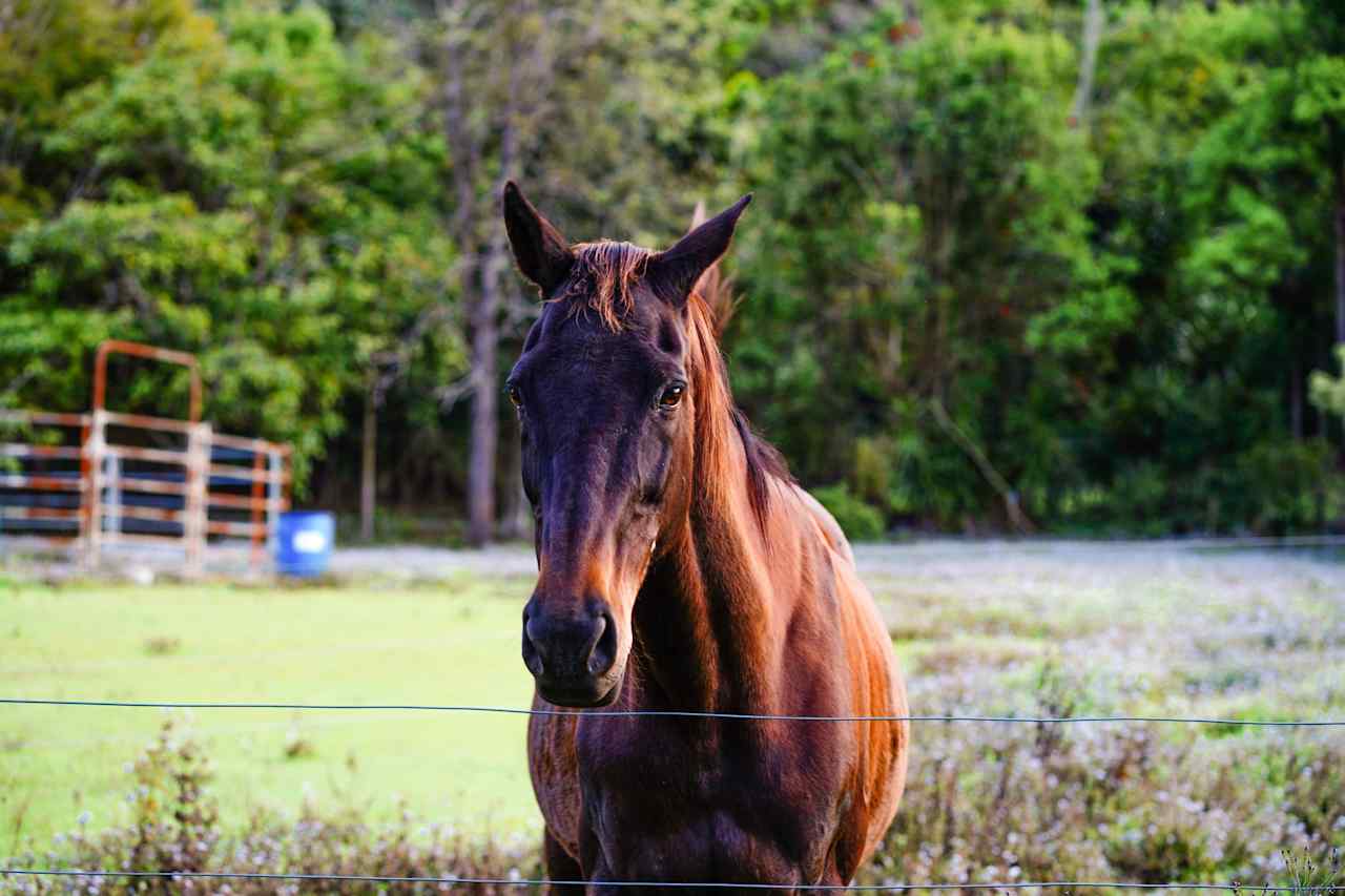 go say hi to the horses on the property