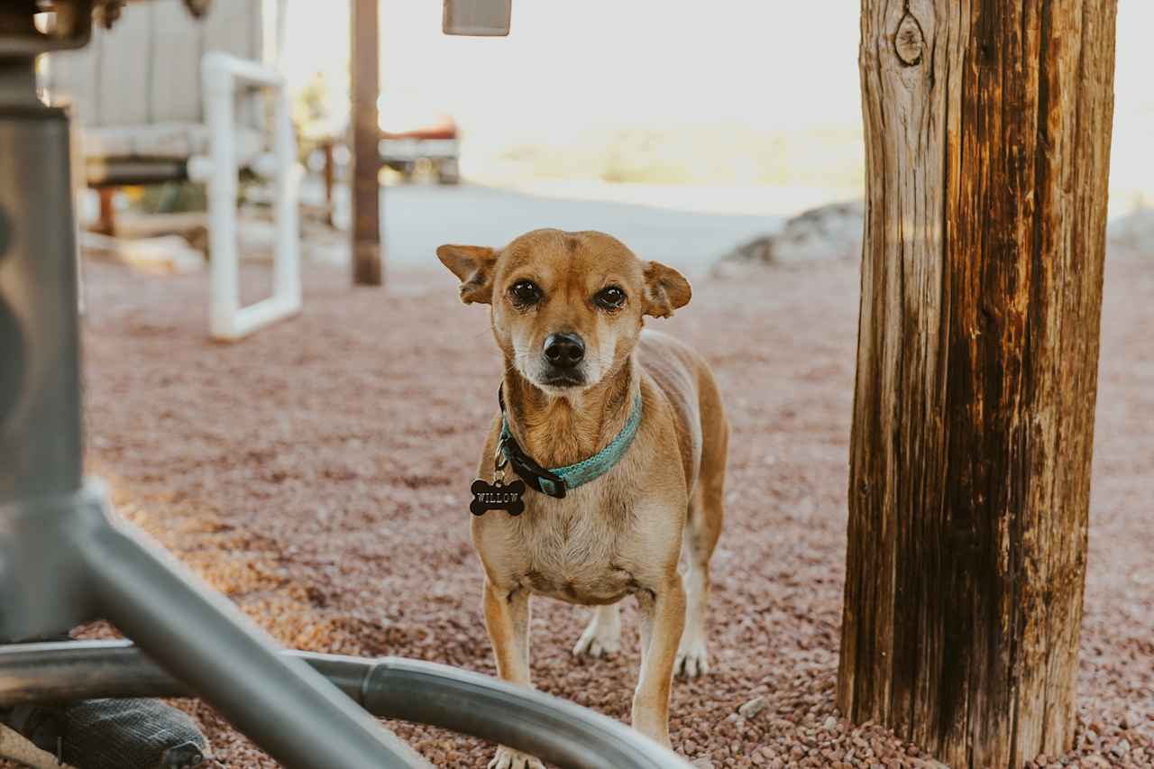 Willow the camp dog :)