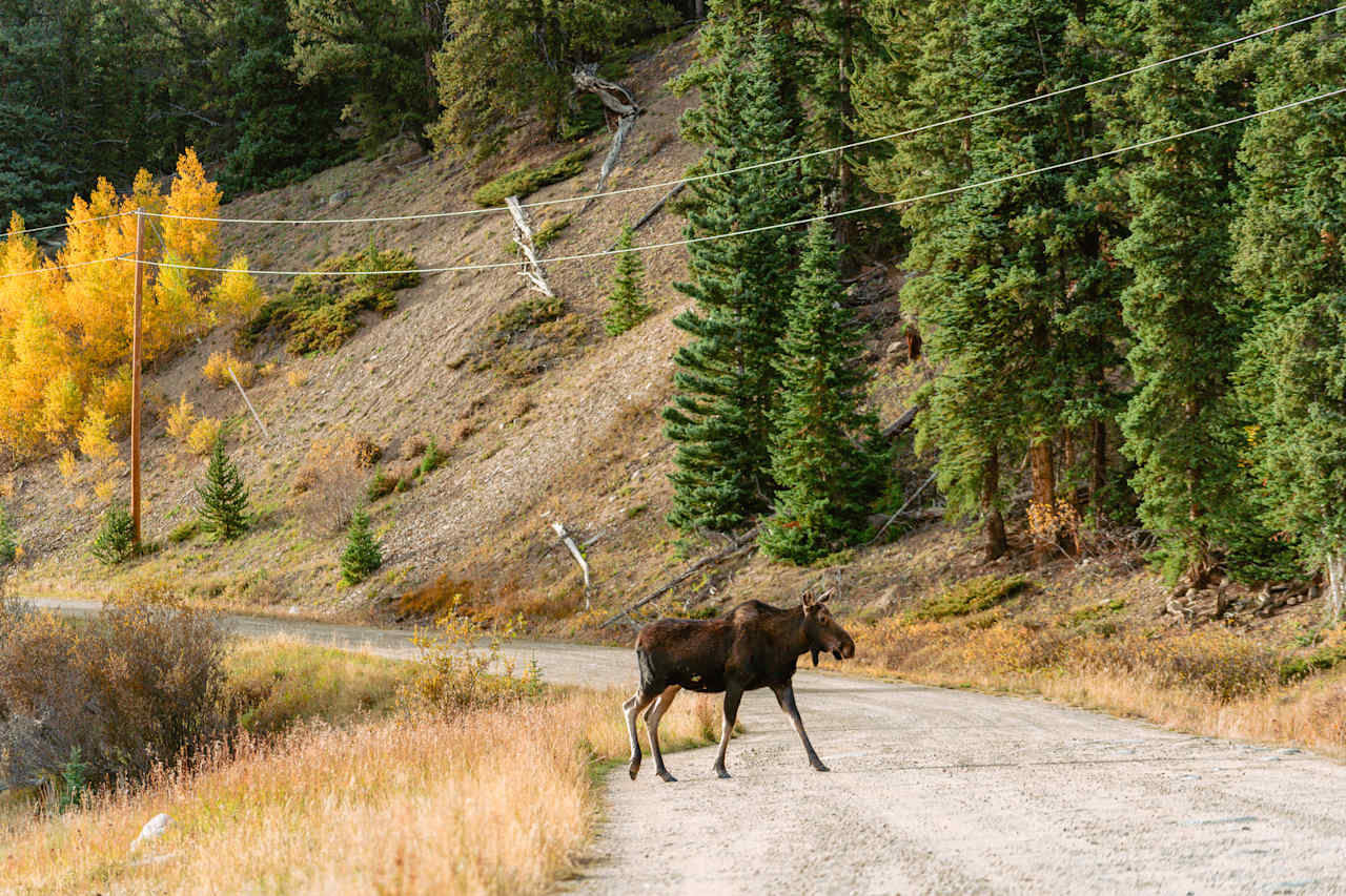 Lots of moose around!