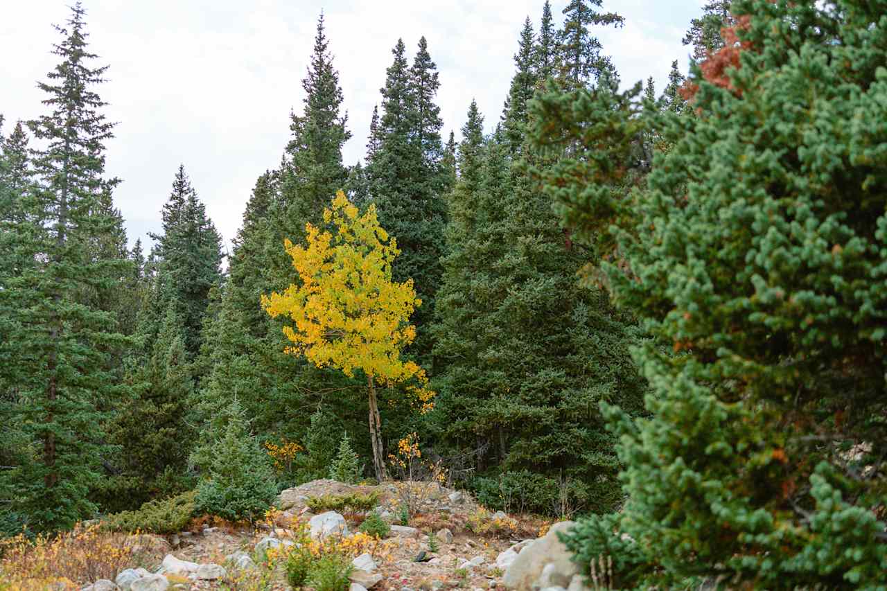 You can set up your tent a little further back on the property for additional privacy.