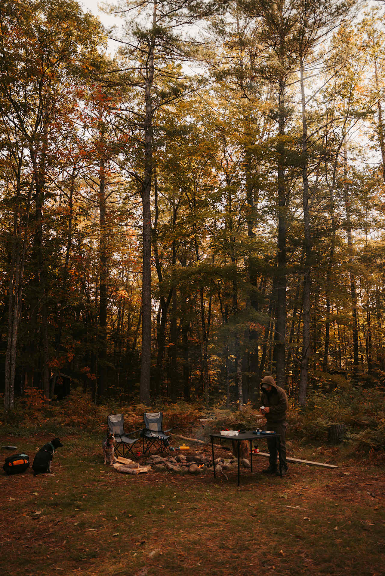 Loved the giant pines surrounding the site. 