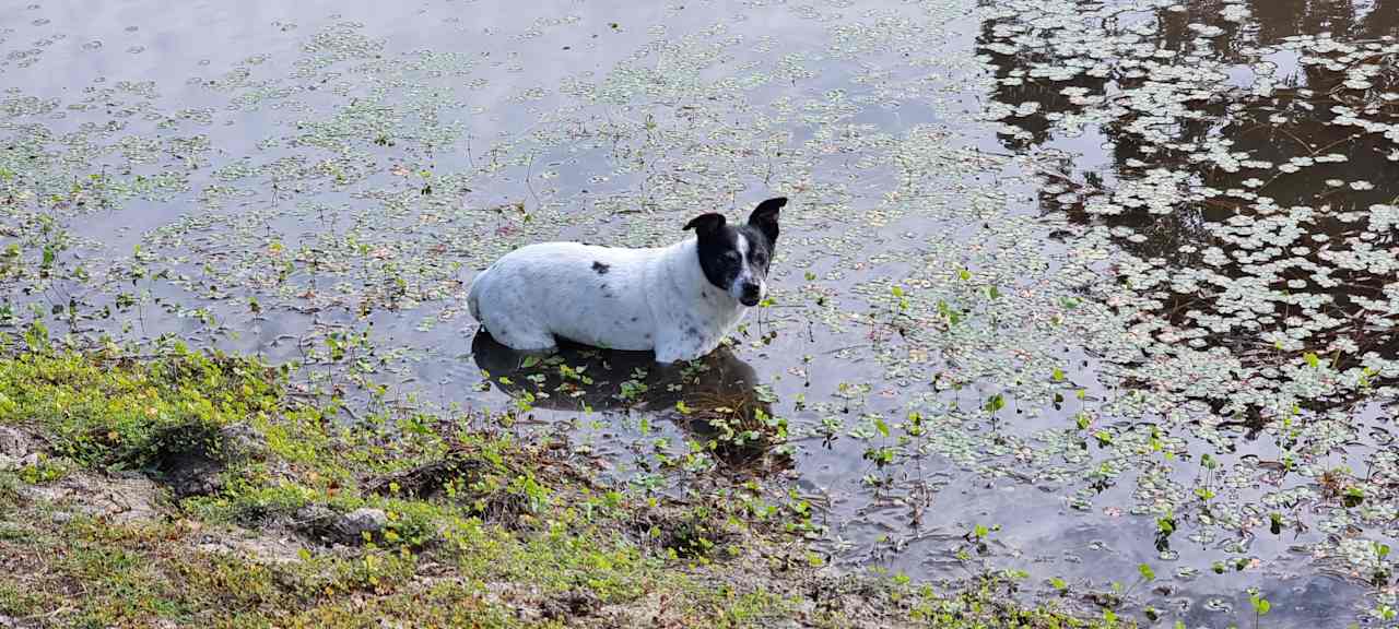 Even my dog got in on the action. He enjoyed a cool dip in the dam!