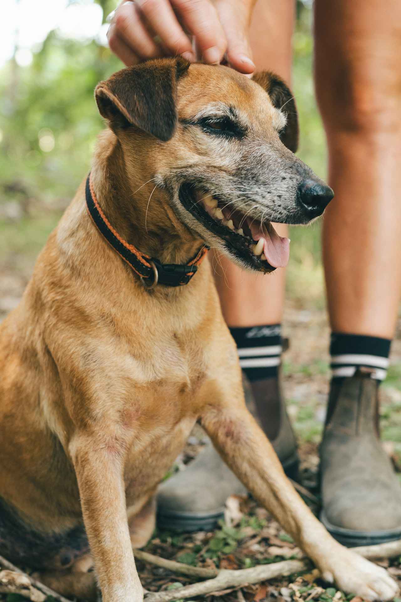 Peppy the puppy, such a friendly pooch.