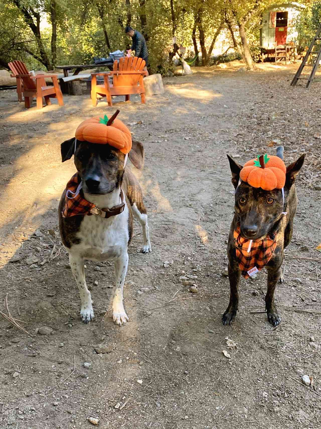 Oak Glen Glamping on Apple Orchard