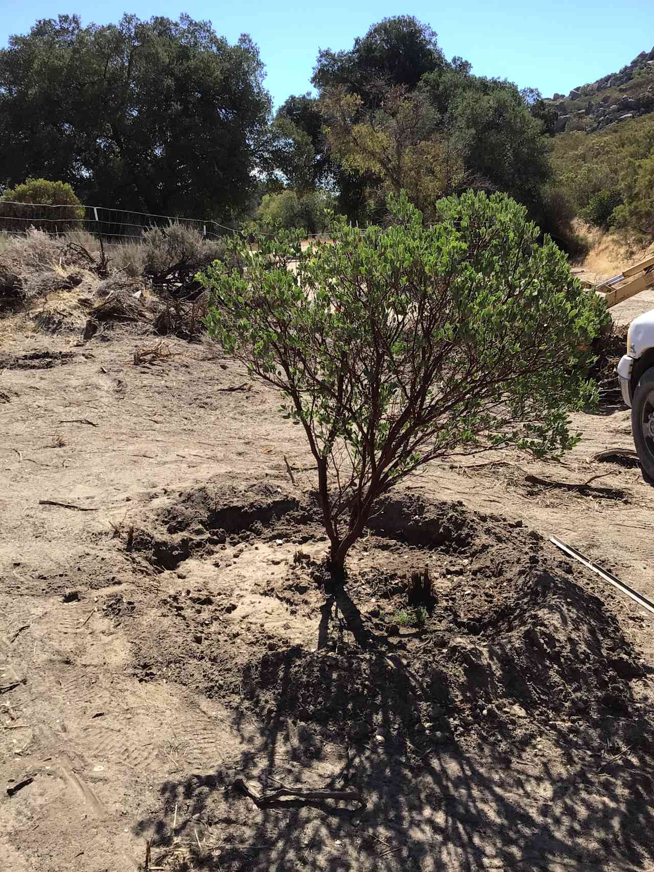 Manzanita tree in the community garden 