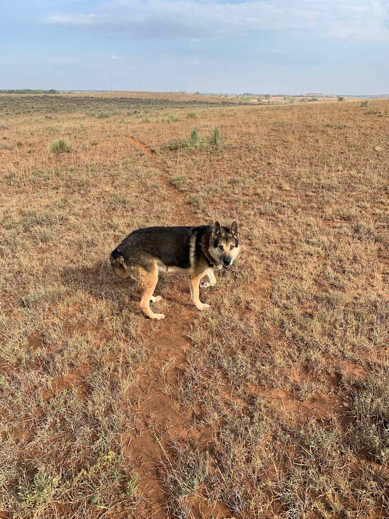 Out for a walk with Duke! 