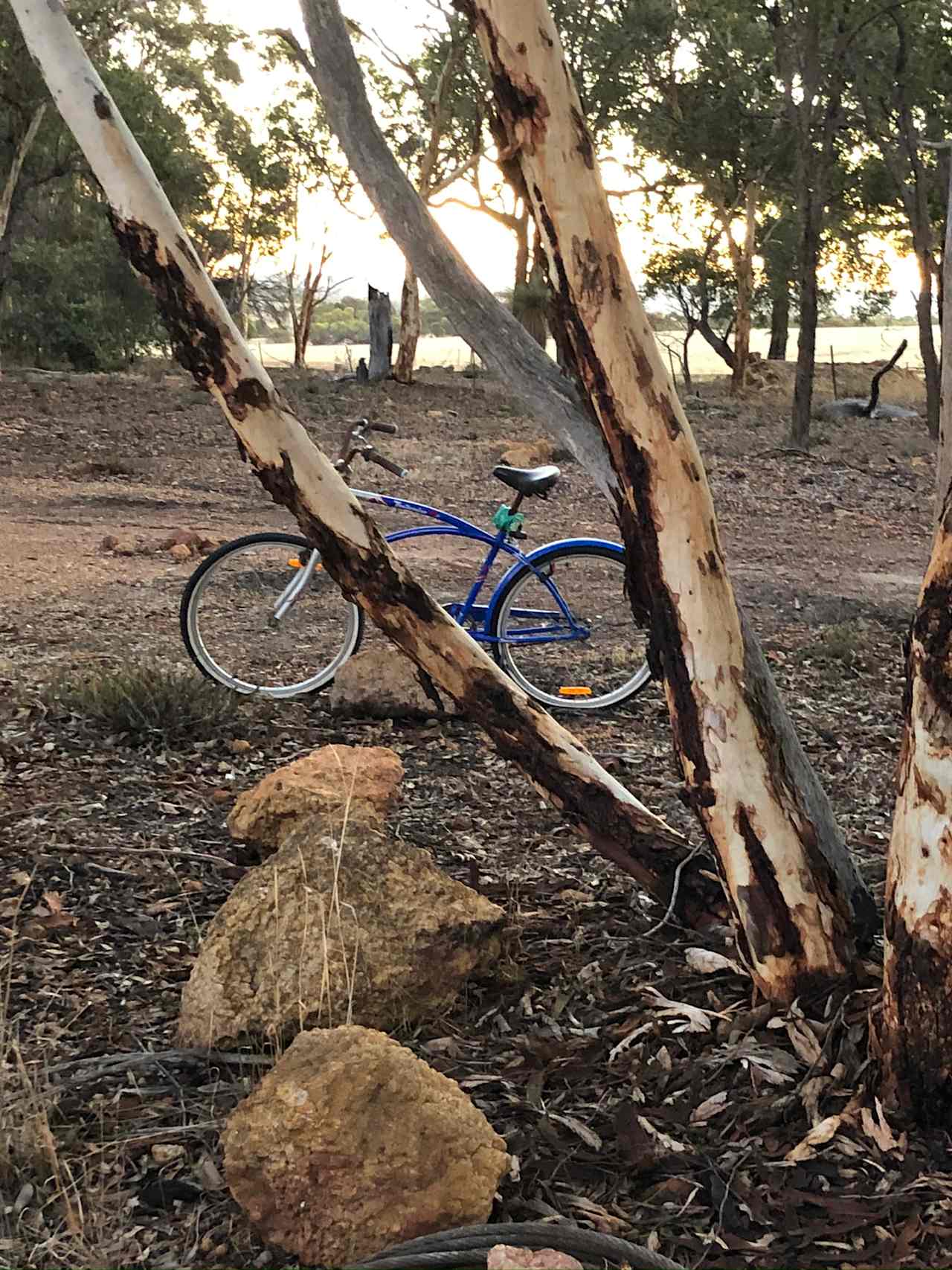 BrookHempTon Tree Farm