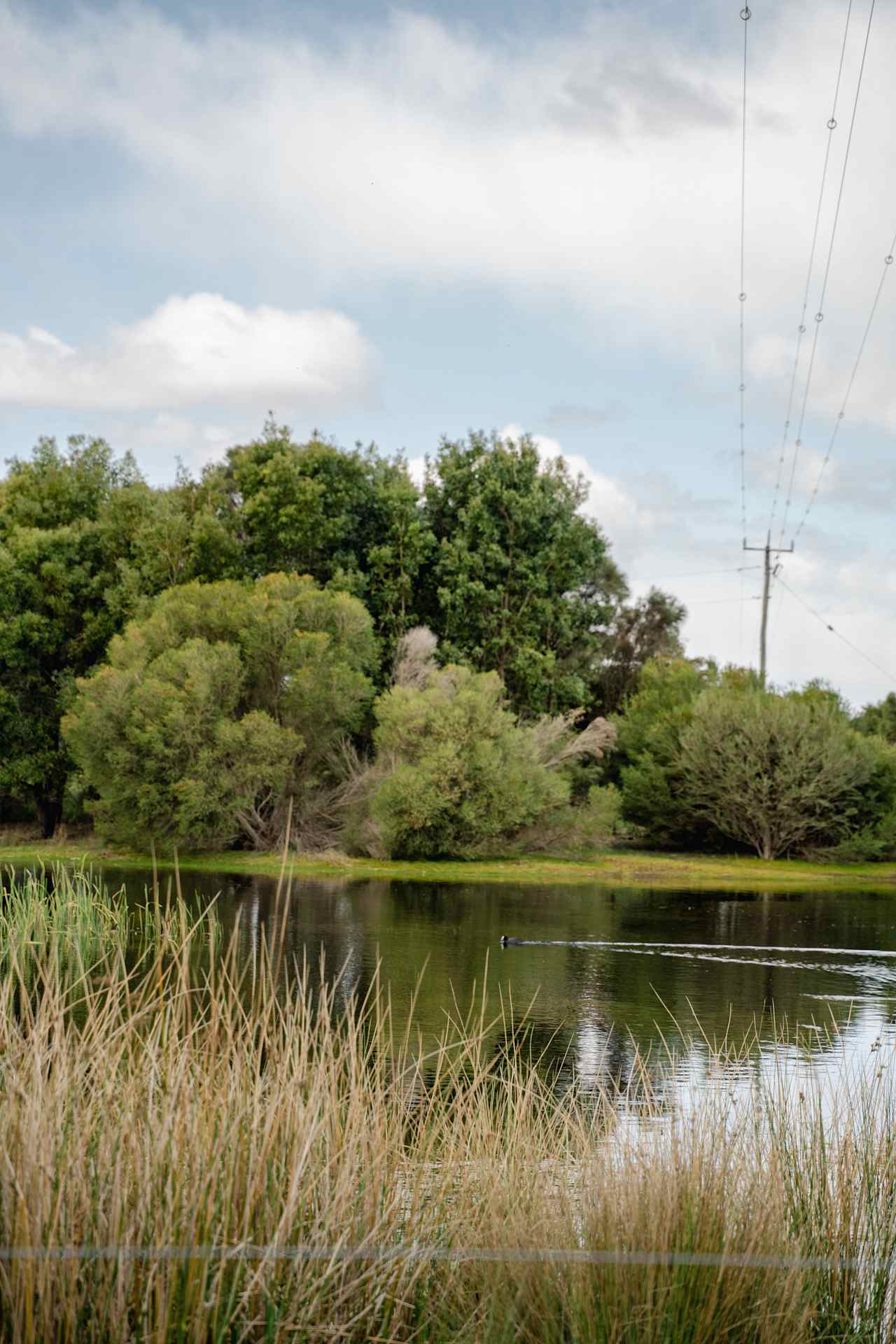 a small lake on the property had a few ducks wandering around