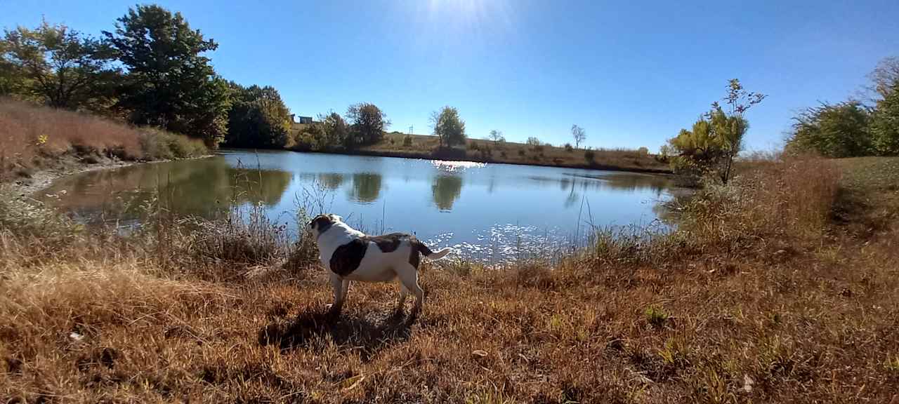 Perspective of the pond from the northern shore