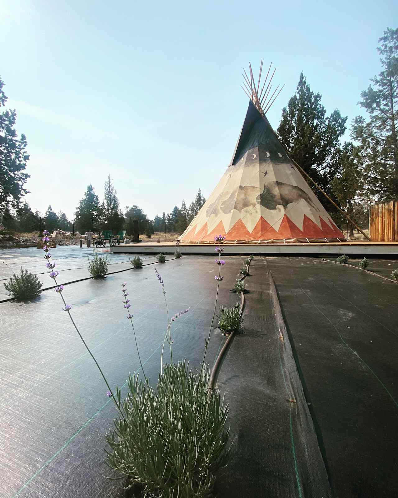 Mountain Lavender Farm Tipi