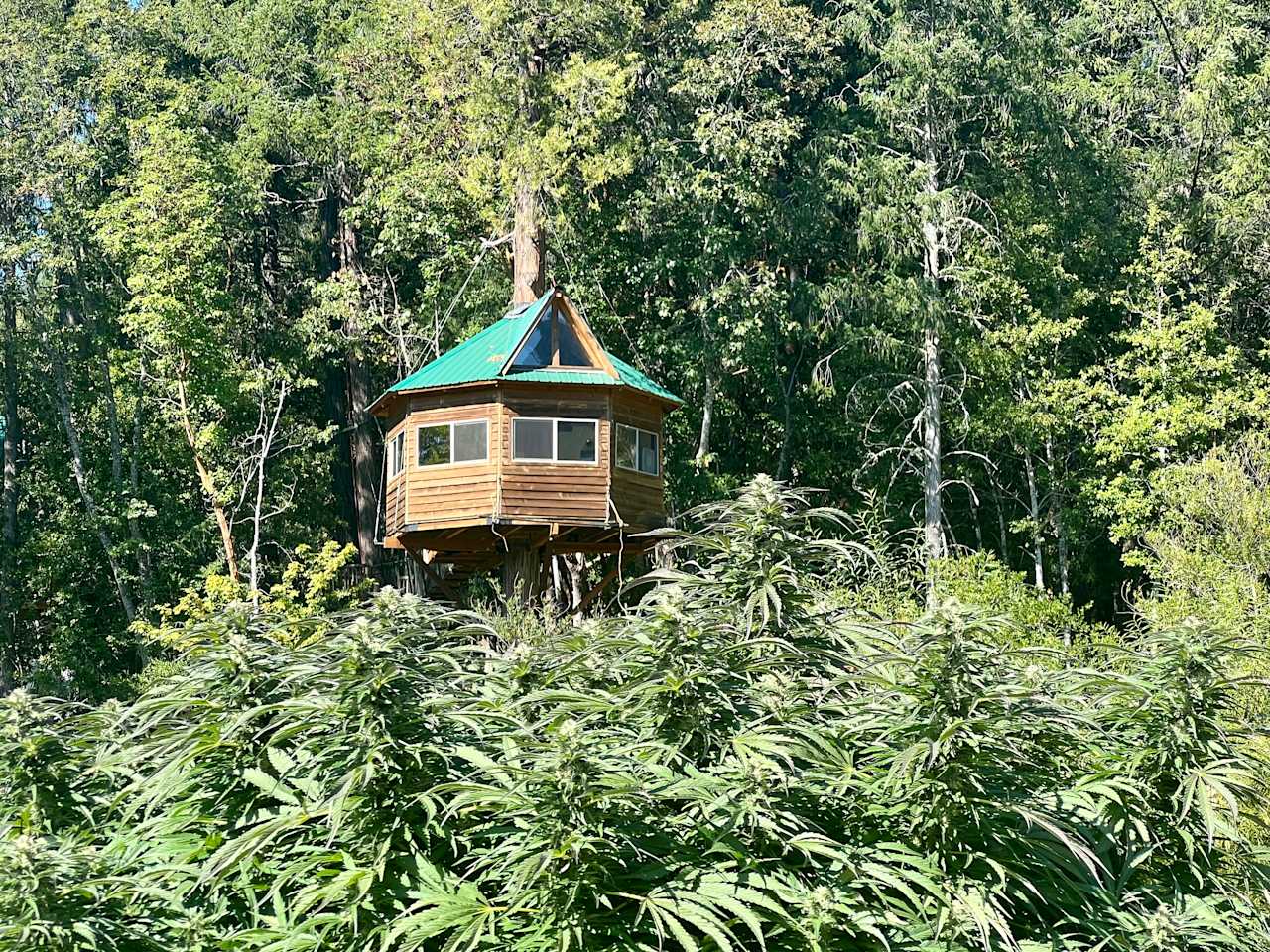 Green friendly treehouse