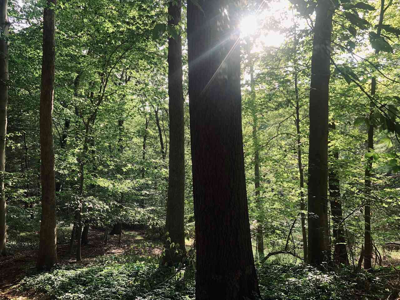 SUN PEEKING THROUGH THE TREES