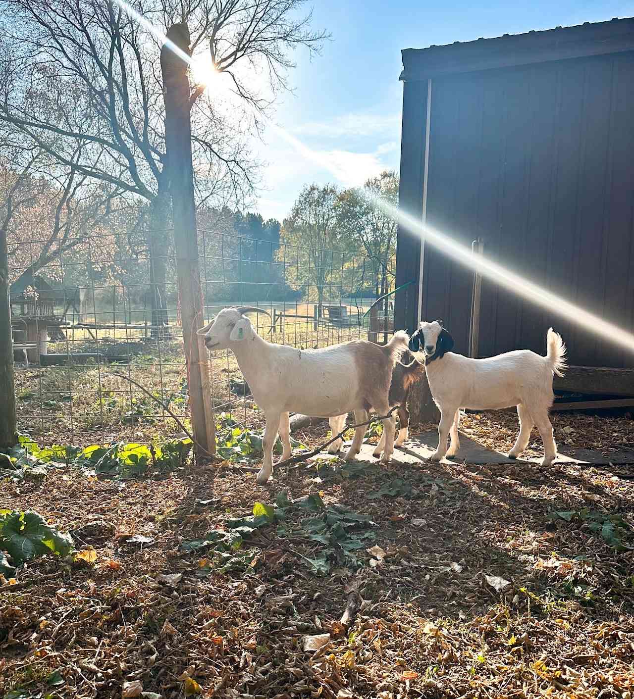 Willow River Farm