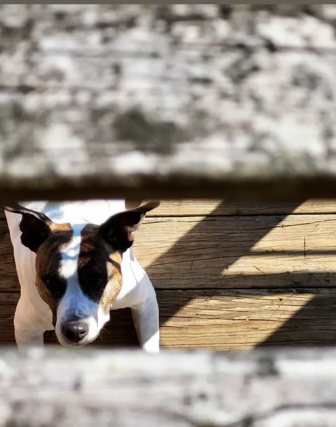 Ponderings at White Pond