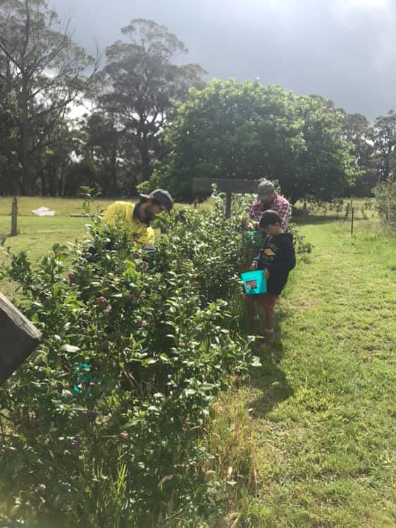 Konda Blueberry Farm