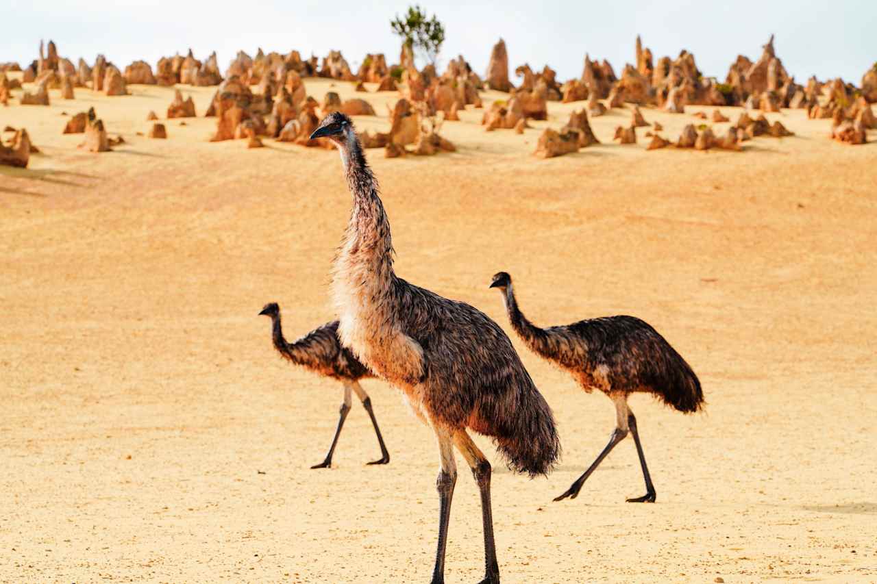 Emus came to visit at the Pinnacles just a short drive away and well worth it.