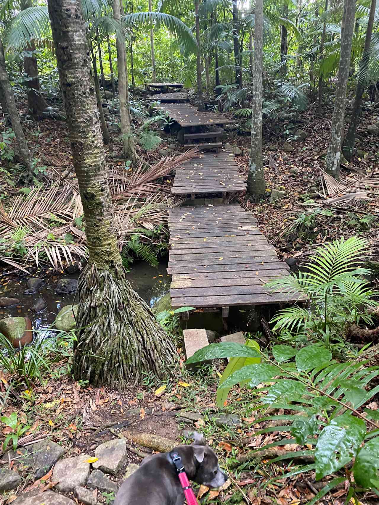 Board walk to creek 