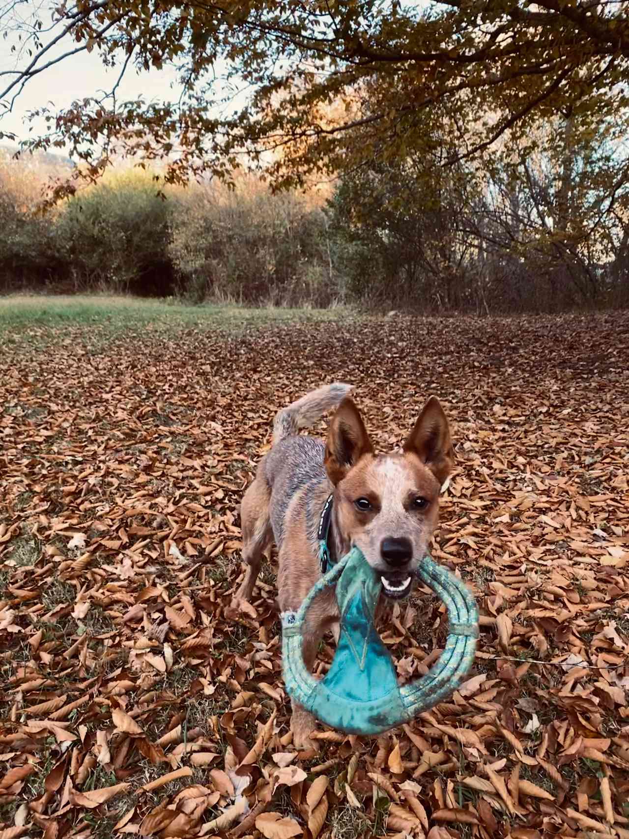 Stan enjoying a run through the leafs