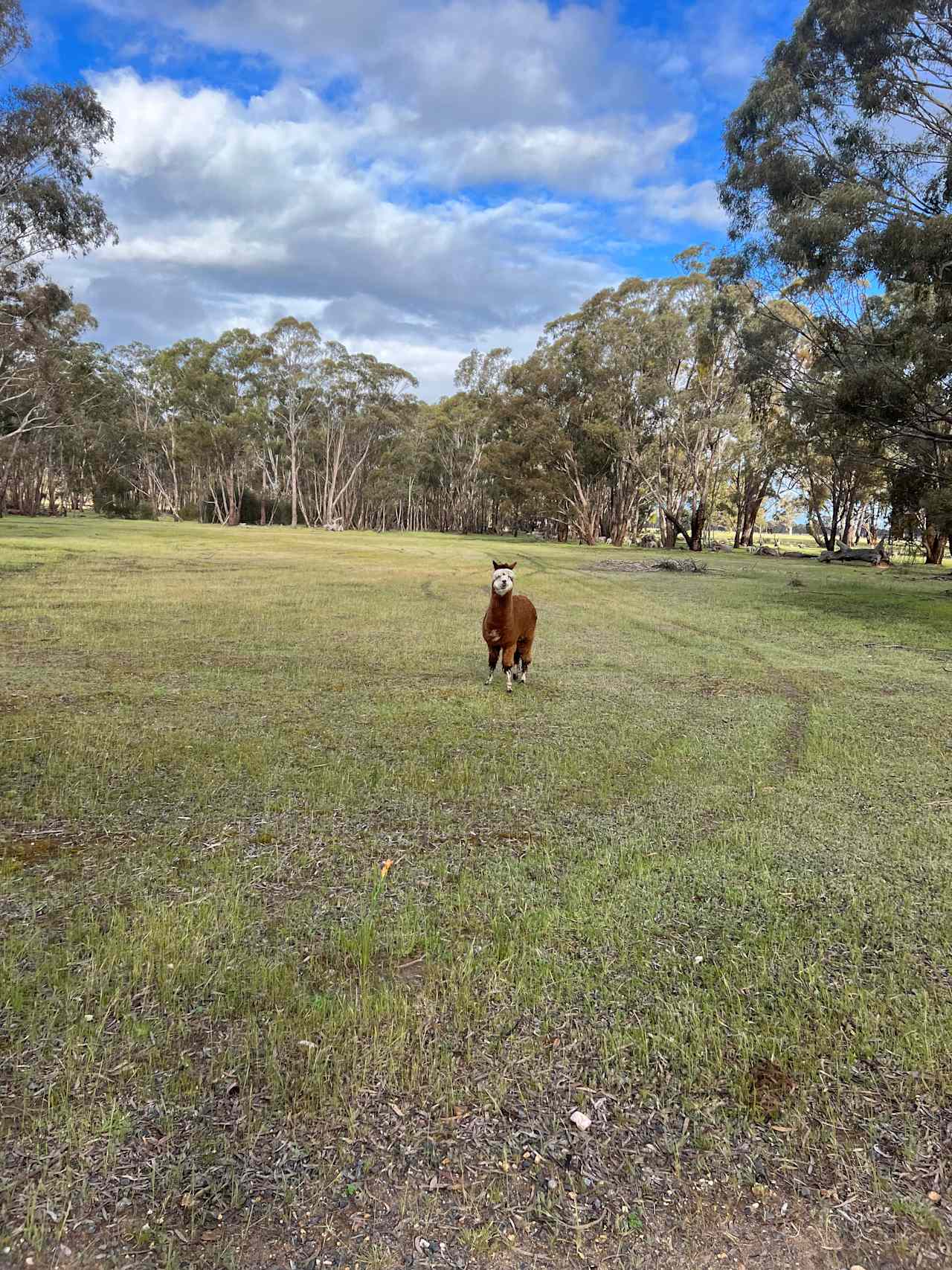 Friendly alpaca 