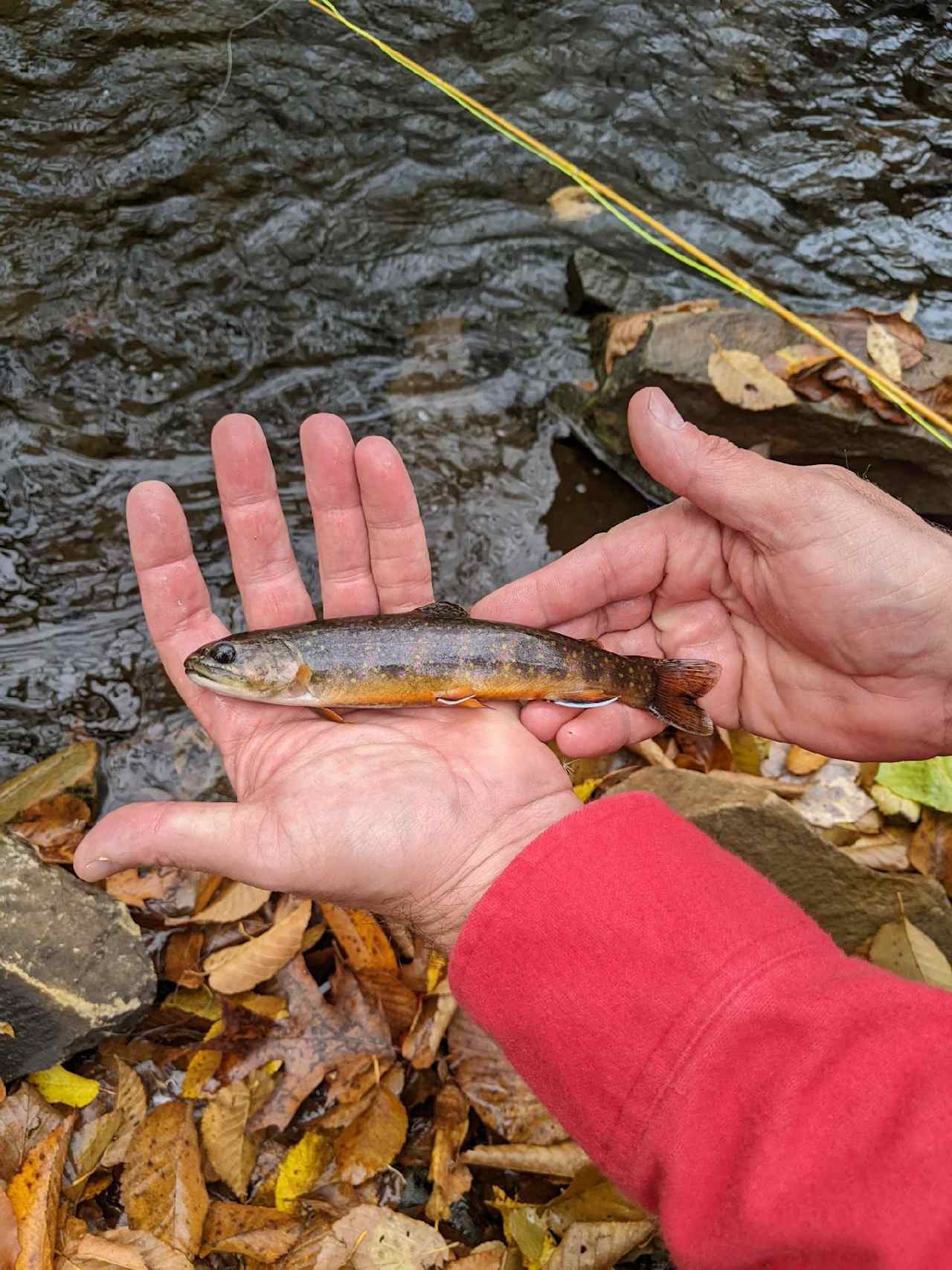 Thank you Jonathan A for sharing the fish he caught in creek behind cabin.