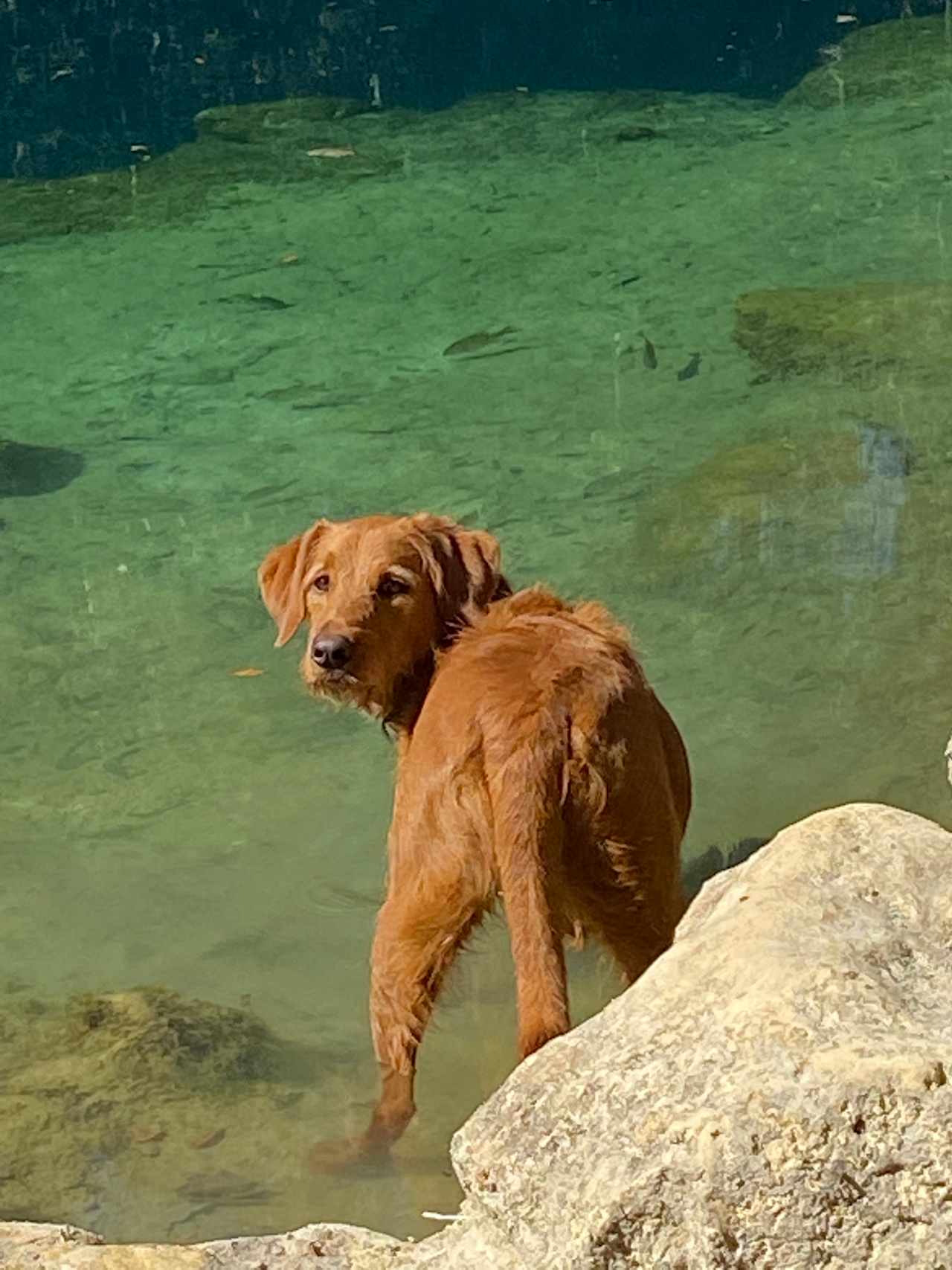 Our dog, Ruby, fishing 🎣