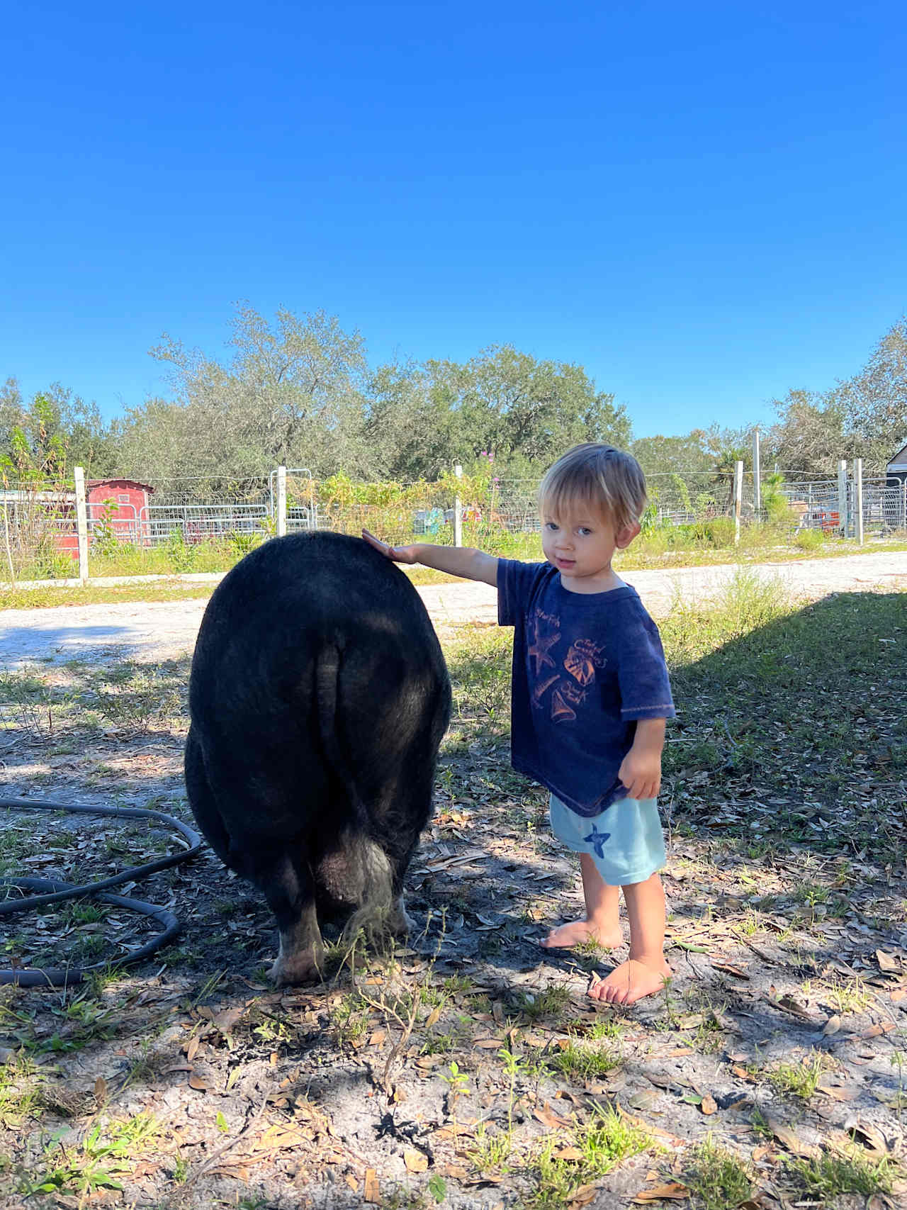 Tamiami Trails