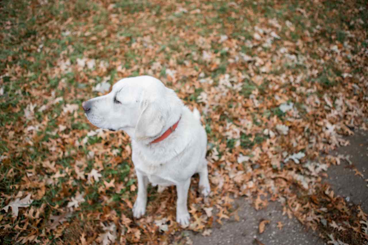 Also, we made a dog friend!