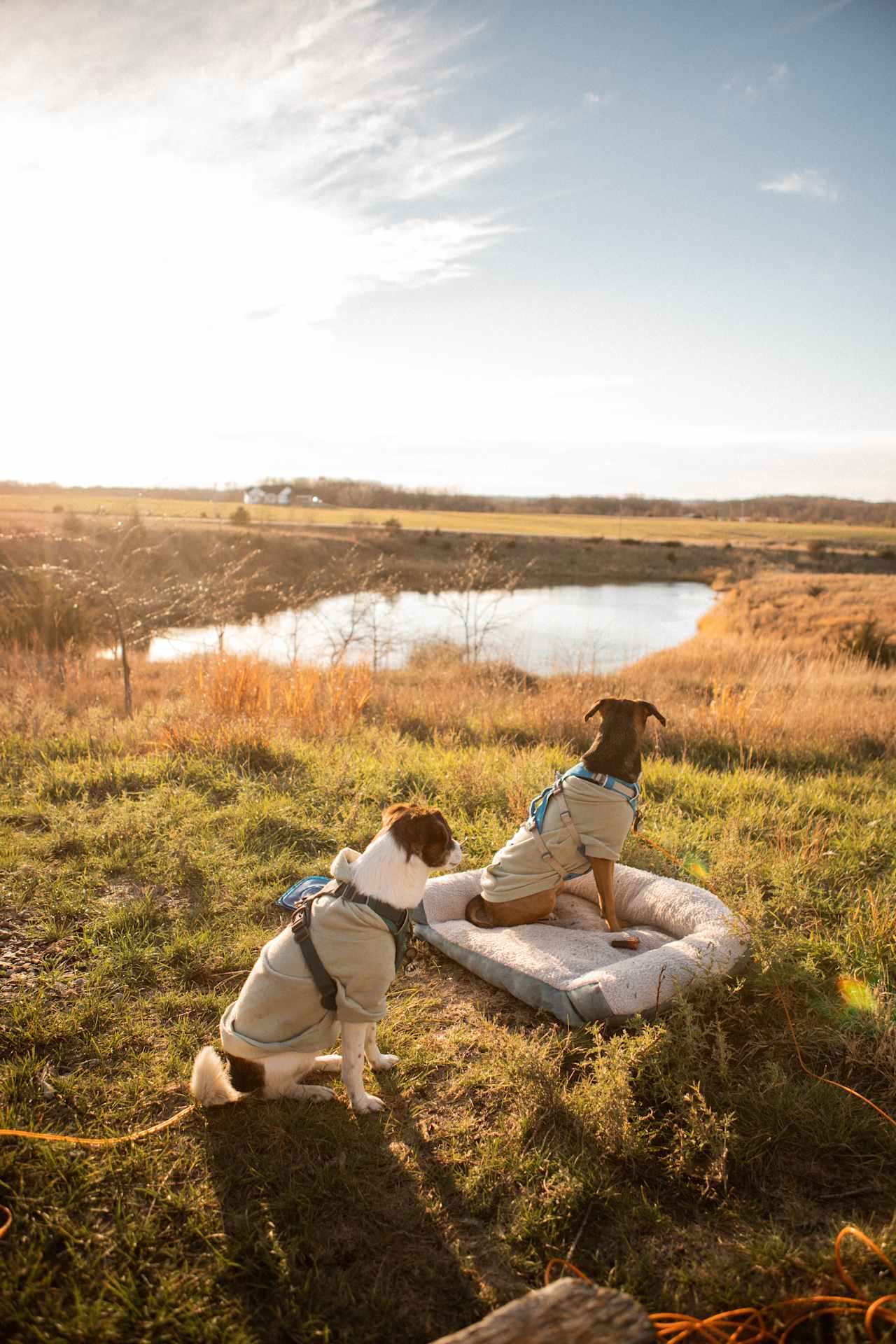 My dogs loved the sunset!