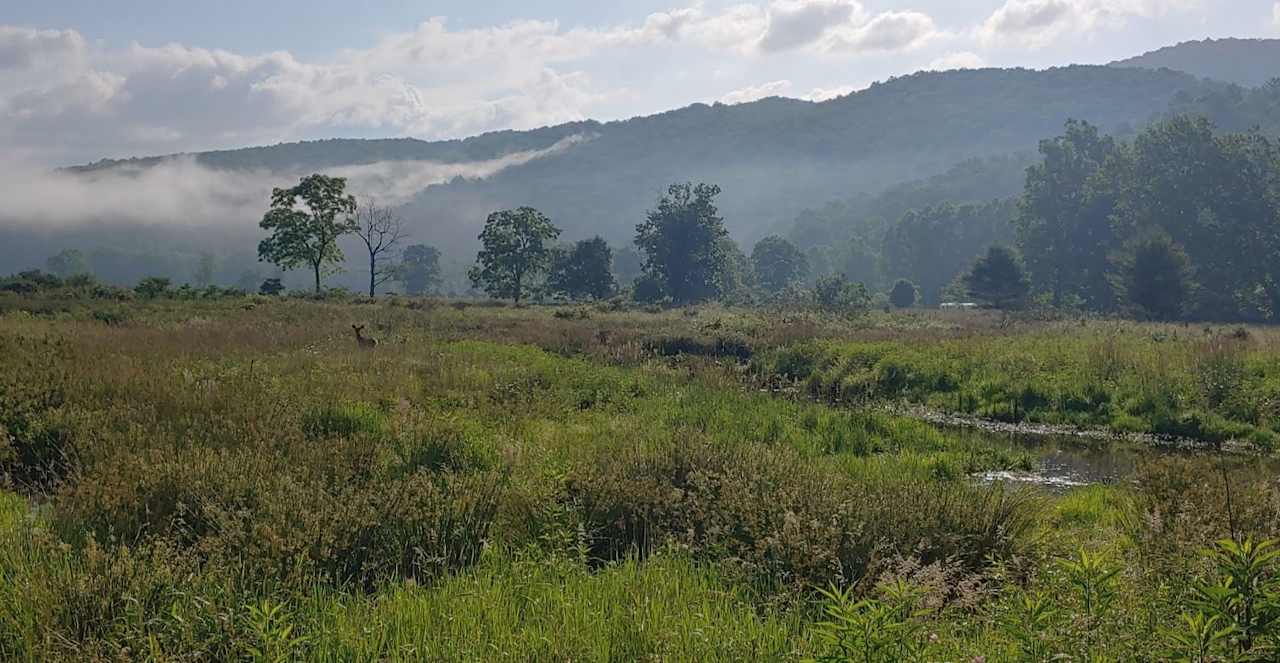 The property has wetlands in from the river that offers solitude to migrating birds, deer, turtles, bobcats and more. 