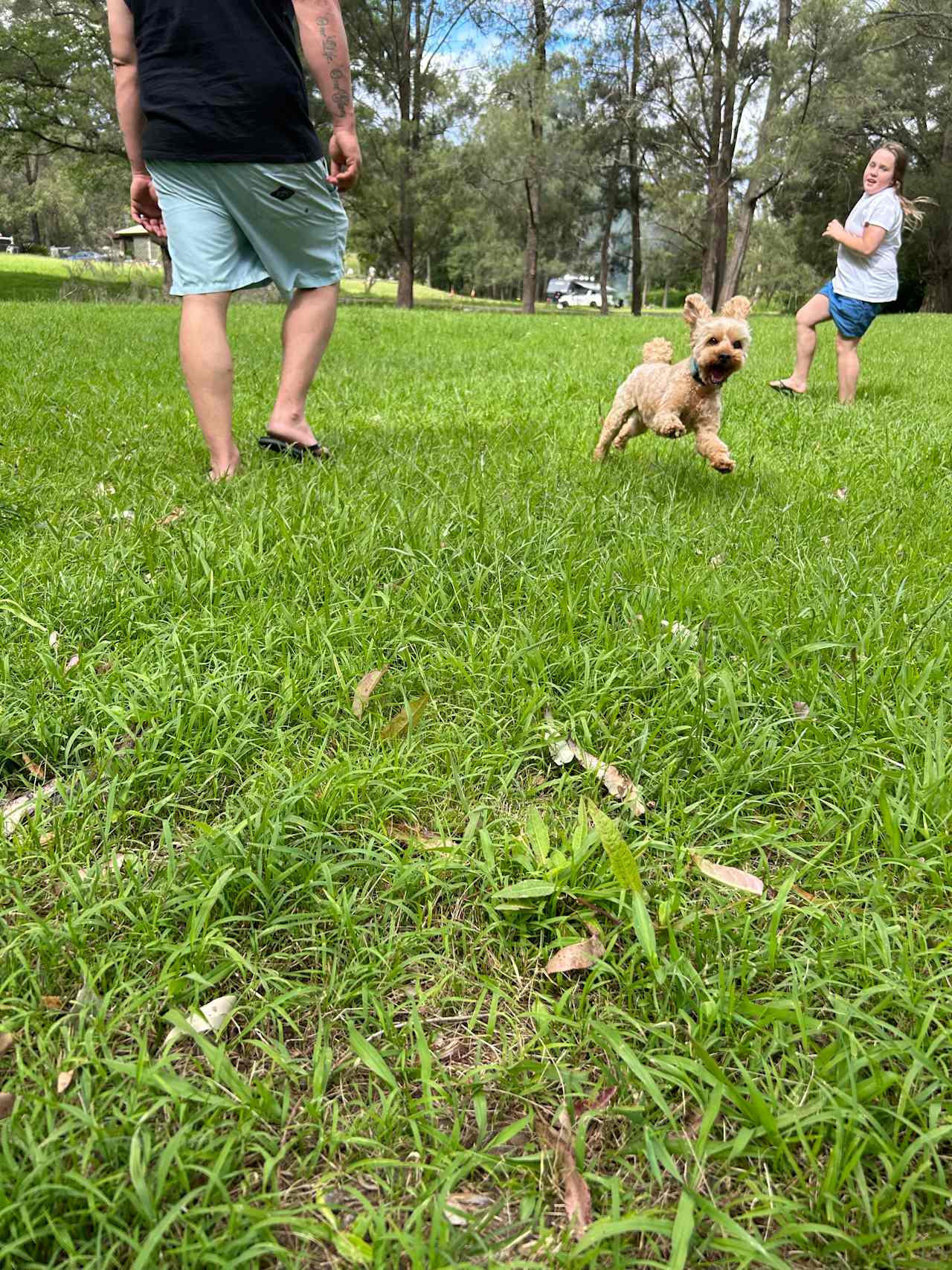 Dean's Green Paddock, Hunter Valley