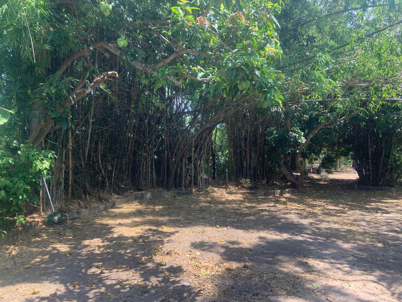 The Bamboo Site