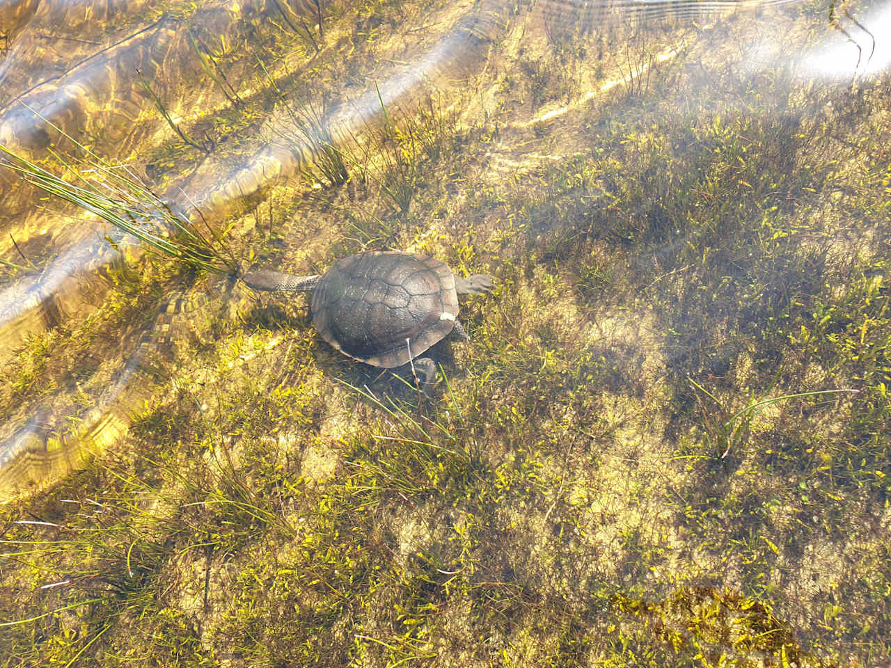 Wombat Lakes