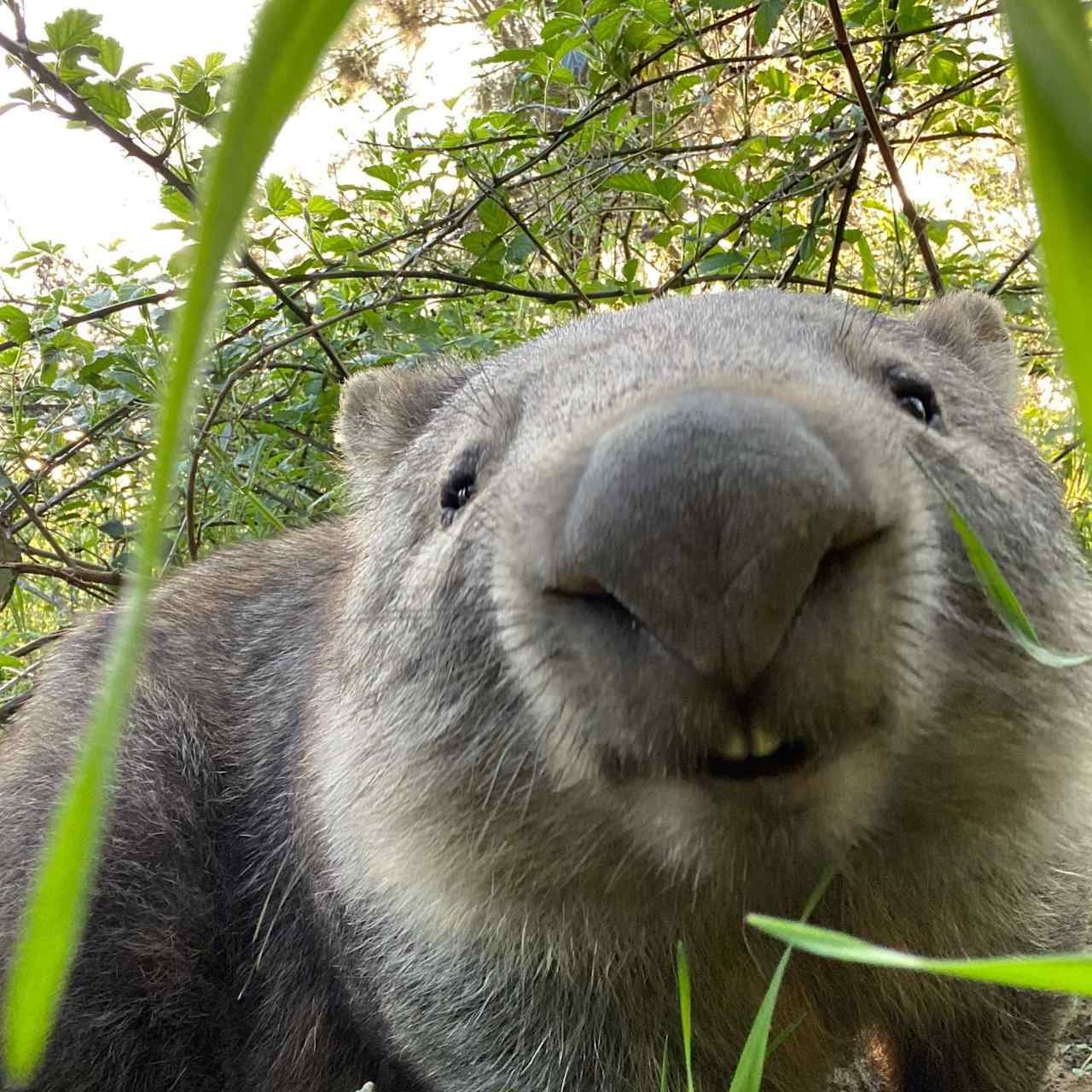 Wombat Lakes