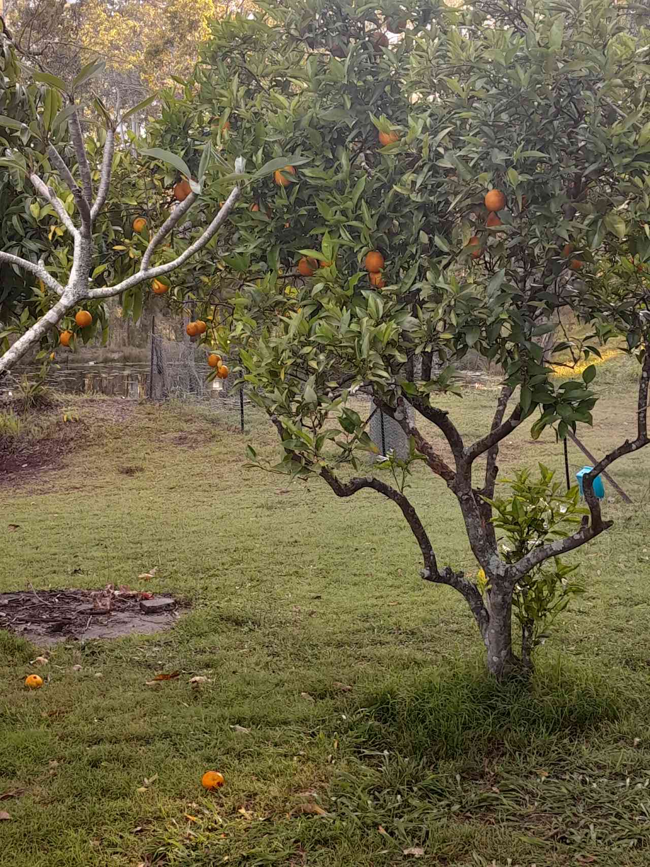 Our fruit trees, oranges, mandarin, lemon, lime, mango.