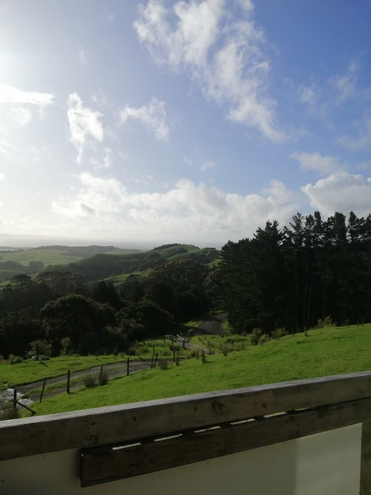 Native NZ bush